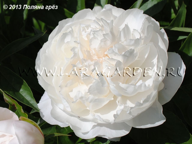White Wicker