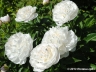WhiteWicker03.jpg
