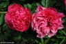Glowing Raspberry Rose